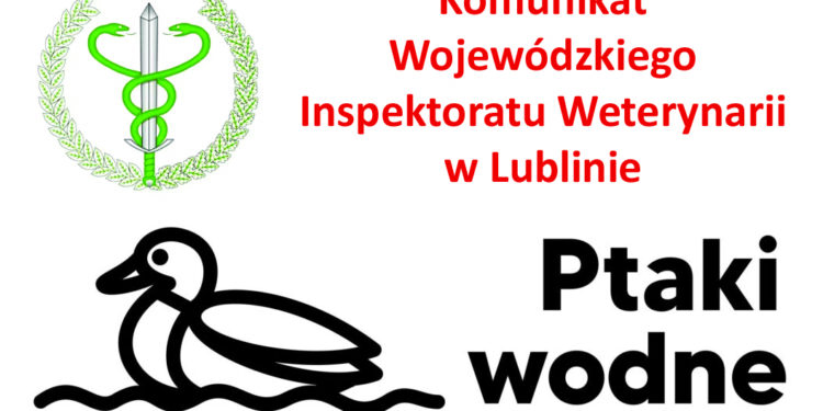 W województwie lubelskim zarejestrowano ogniska grypy ptaków (HPAI).