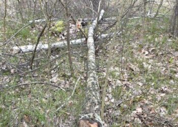 Wypadek przy wycince drzew w Kąkolewnicy.