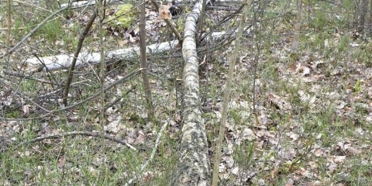 Wypadek przy wycince drzew w Kąkolewnicy.