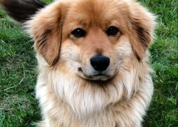 zaginął pies, RUDY pies, Zarzec Ulański, kundelek zaginął, poszukiwania psa, zagubiony pies Lubelskie, pies ze smyczą, pomoc w znalezieniu psa, Łuków okolice, ogłoszenie pies, zaginione zwierzę, apel mieszkańcy, Zarzec Ulański pies