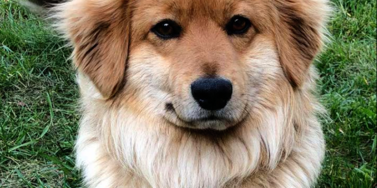 zaginął pies, RUDY pies, Zarzec Ulański, kundelek zaginął, poszukiwania psa, zagubiony pies Lubelskie, pies ze smyczą, pomoc w znalezieniu psa, Łuków okolice, ogłoszenie pies, zaginione zwierzę, apel mieszkańcy, Zarzec Ulański pies