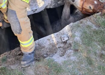 W Brzozowicy Dużej doszło do nietypowej interwencji