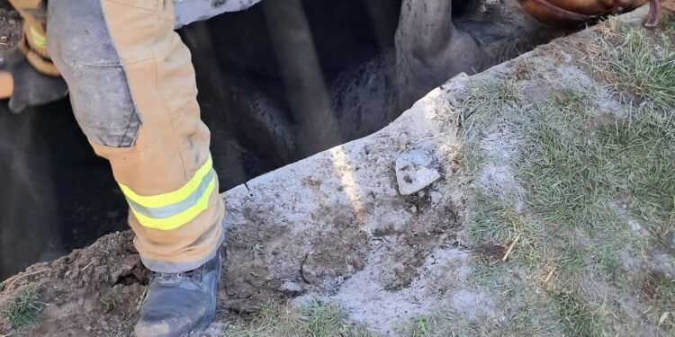 W Brzozowicy Dużej doszło do nietypowej interwencji